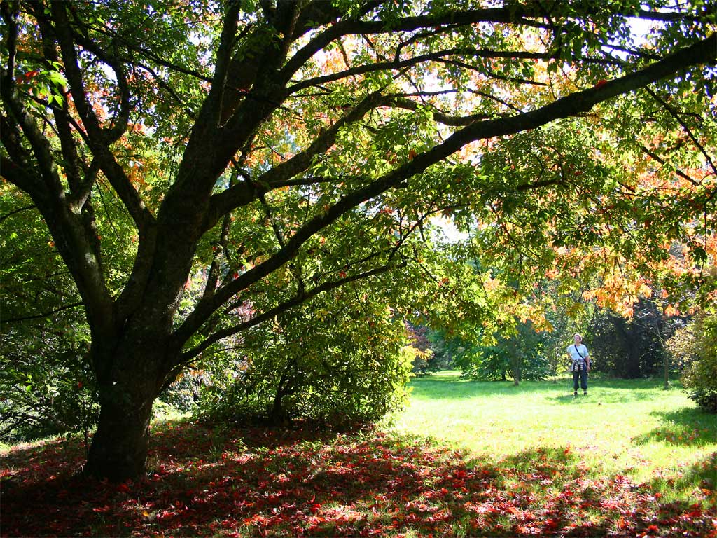 Arboretum Lenoir