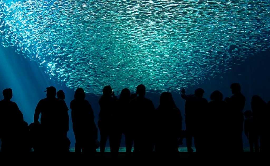 Aquarium de Monterey