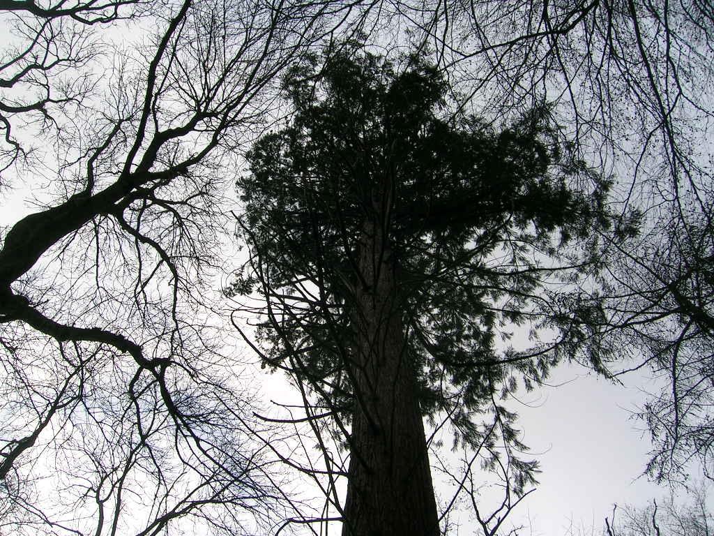 Séquoïa du Parc de Hamoir