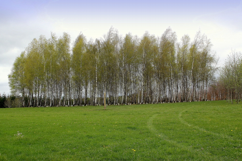 Le Bois de la Paix