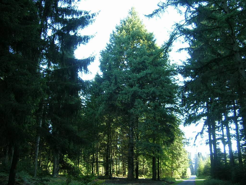 La Chapelle de Tinseûbois